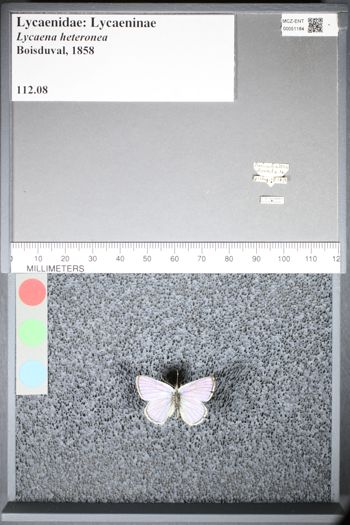 Media type: image;   Entomology 51184